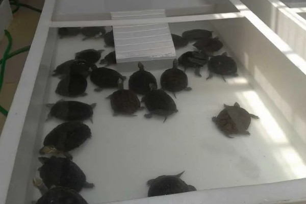 为什么龟刚到家不能喂，因为它需要先适应环境