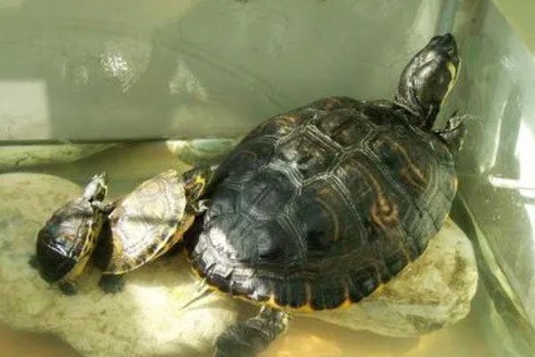 为什么龟刚到家不能喂，因为它需要先适应环境