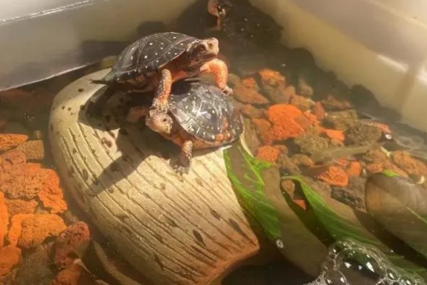 为什么龟刚到家不能喂，因为它需要先适应环境