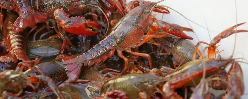 建设小龙虾养殖场的成本，大约是在5000-6000元