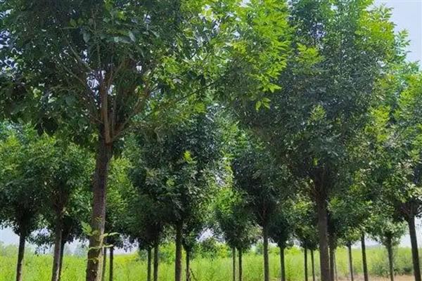 白蜡树的外形特点,植株最高能长到12米