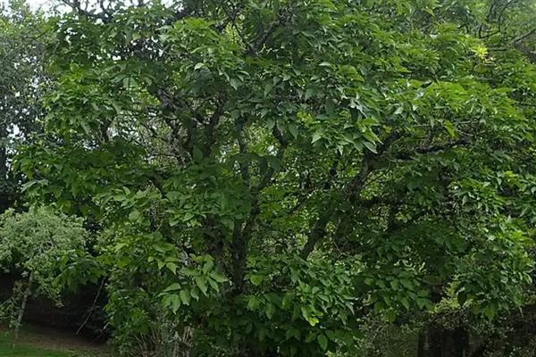 白蜡树的外形特点,植株最高能长到12米