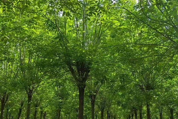 白蜡树的外形特点,植株最高能长到12米