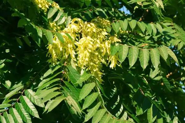 白蜡树的外形特点,植株最高能长到12米