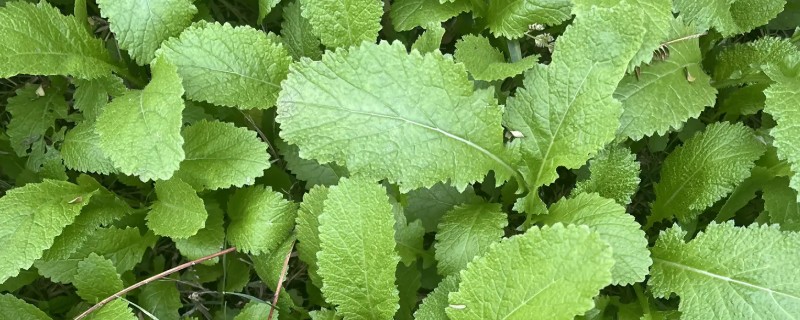 种芥菜用什么土好，选择疏松柔软没有石块的土壤