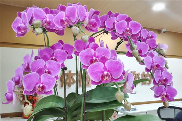 蝴蝶兰小苗几年可以开花，两年左右便可开花