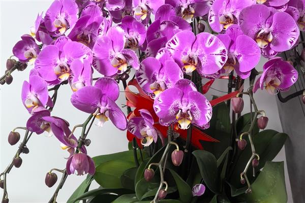 蝴蝶兰小苗几年可以开花，两年左右便可开花