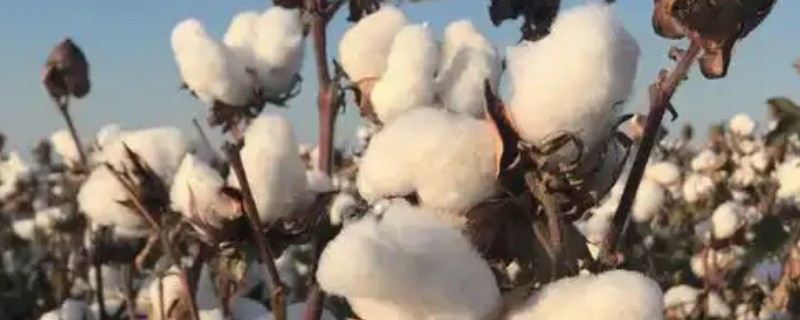 棉花怎么播种，提前浸种消毒可预防苗期病害