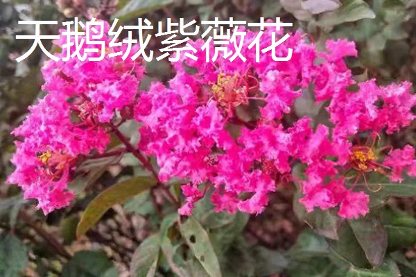 好看的紫薇品种，推荐天鹅绒、大花紫薇等