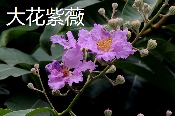 好看的紫薇品种，推荐天鹅绒、大花紫薇等