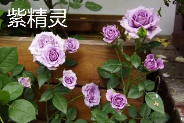 好看的紫薇品种，推荐天鹅绒、大花紫薇等