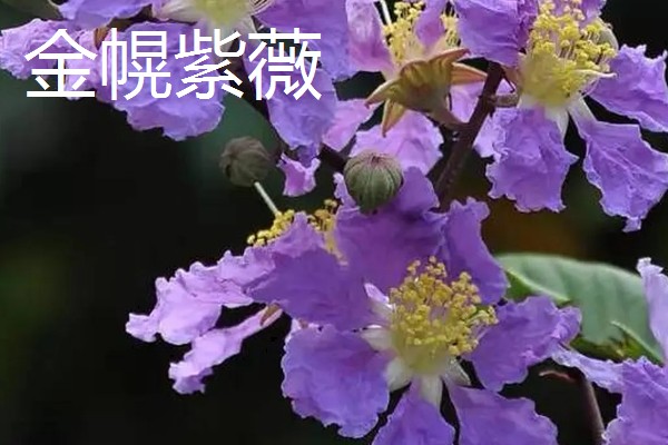 好看的紫薇品种，推荐天鹅绒、大花紫薇等