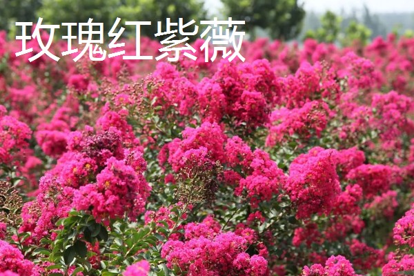 好看的紫薇品种，推荐天鹅绒、大花紫薇等