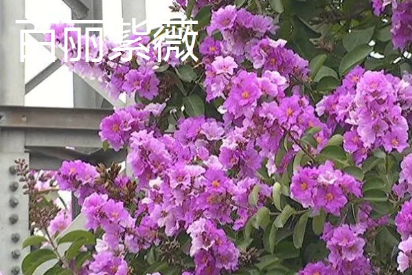 好看的紫薇品种，推荐天鹅绒、大花紫薇等