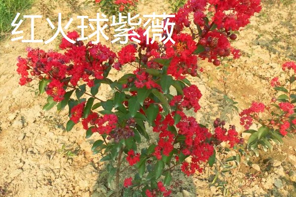 好看的紫薇品种，推荐天鹅绒、大花紫薇等