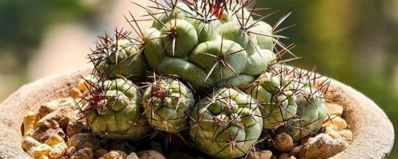 仙人球的换盆方法，春季进行换盆为佳