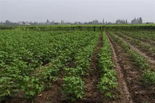 棉花怎么播种，提前浸种消毒可预防苗期病害