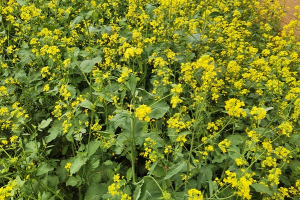 种芥菜用什么土好,选择疏松柔软没有石块的土壤