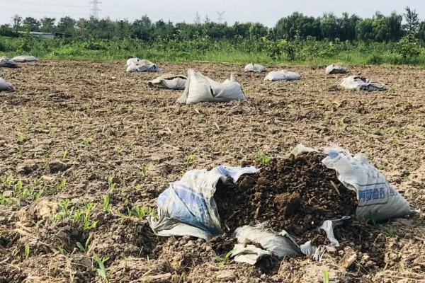 种芥菜用什么土好,选择疏松柔软没有石块的土壤
