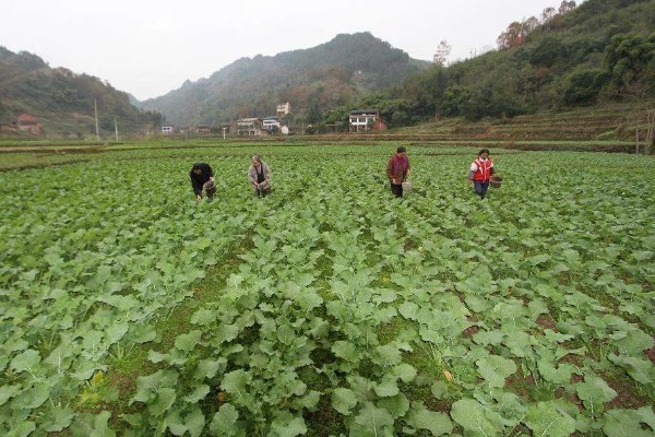 种芥菜用什么土好,选择疏松柔软没有石块的土壤