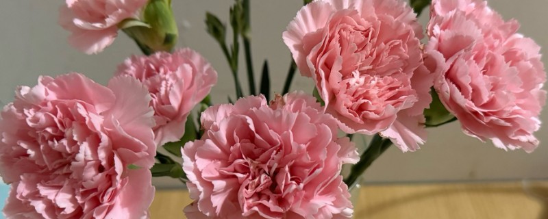 康乃馨能养在室内吗，可以将康乃馨养在室内