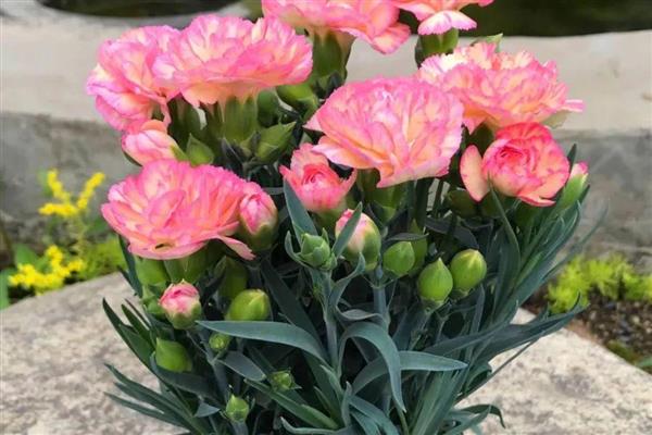 康乃馨能养在室内吗，可以将康乃馨养在室内