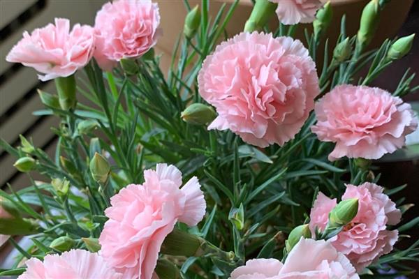 康乃馨能养在室内吗，可以将康乃馨养在室内