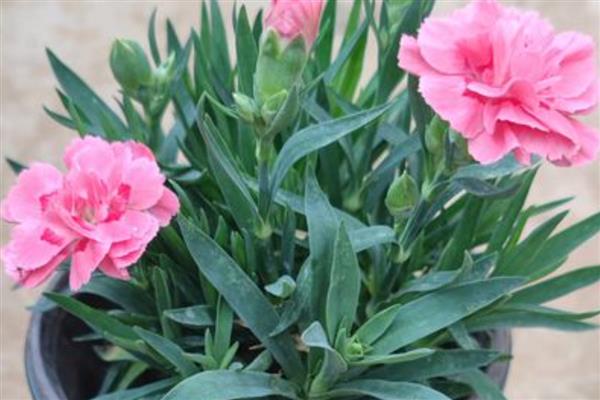 康乃馨能养在室内吗，可以将康乃馨养在室内