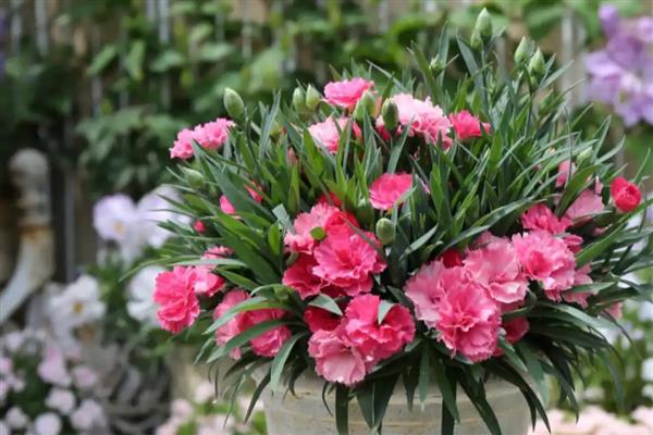 康乃馨能养在室内吗，可以将康乃馨养在室内