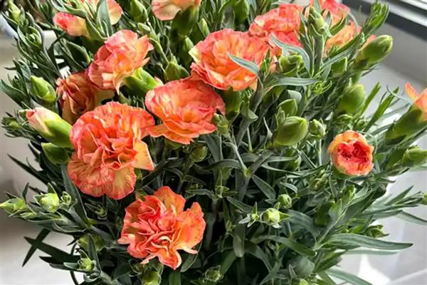 康乃馨能养在室内吗，可以将康乃馨养在室内