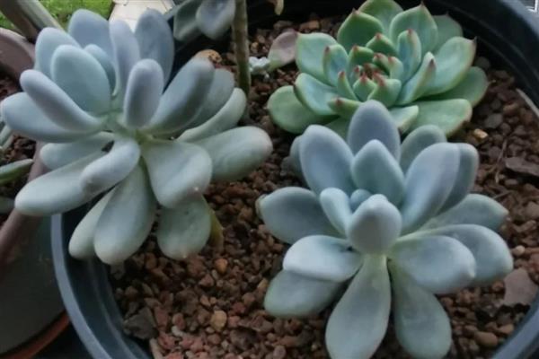 多肉买回来如何种植,需要先进行清理和修剪