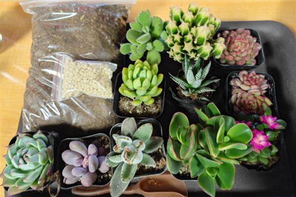 多肉买回来如何种植,需要先进行清理和修剪