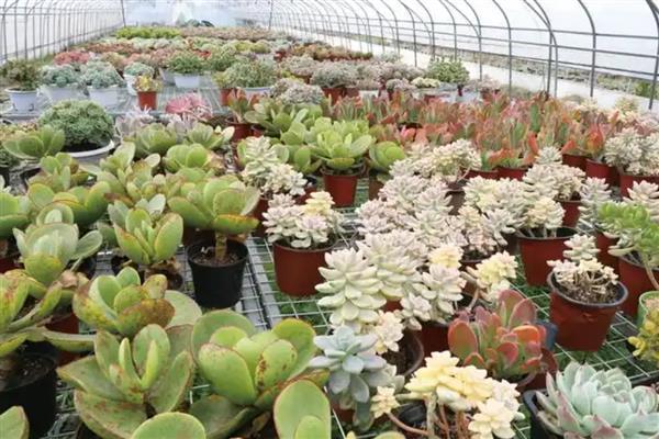 多肉买回来如何种植,需要先进行清理和修剪