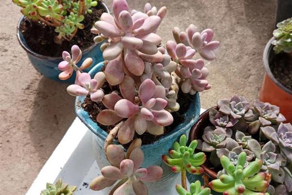 多肉买回来如何种植,需要先进行清理和修剪