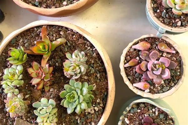 多肉买回来如何种植,需要先进行清理和修剪