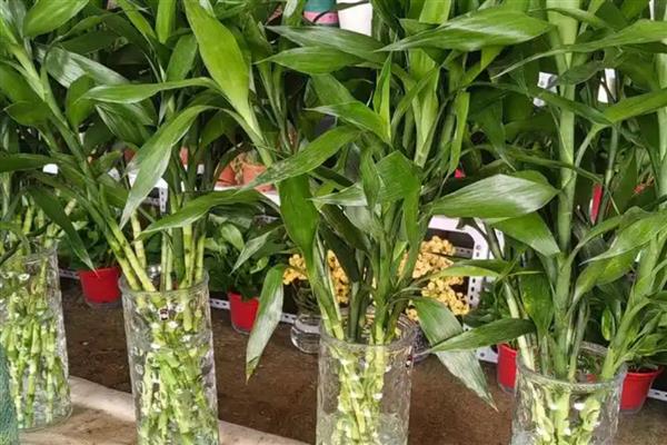 富贵竹要怎么养,将室温控制在16-25℃