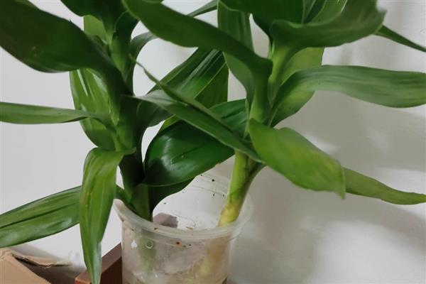 富贵竹要怎么养,将室温控制在16-25℃