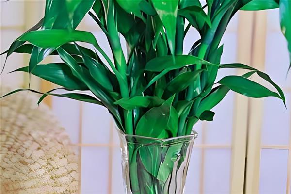 富贵竹要怎么养,将室温控制在16-25℃