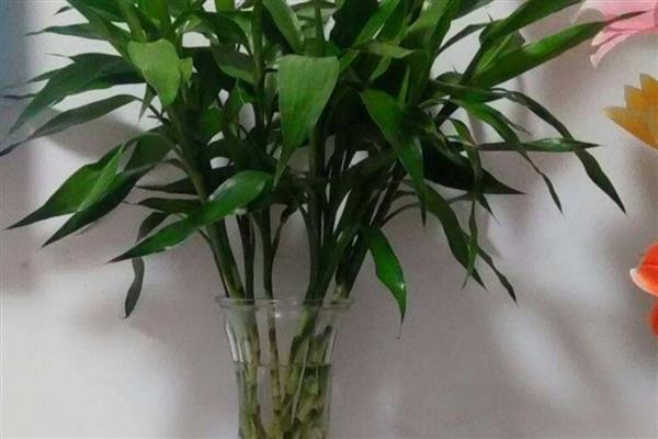 富贵竹要怎么养,将室温控制在16-25℃