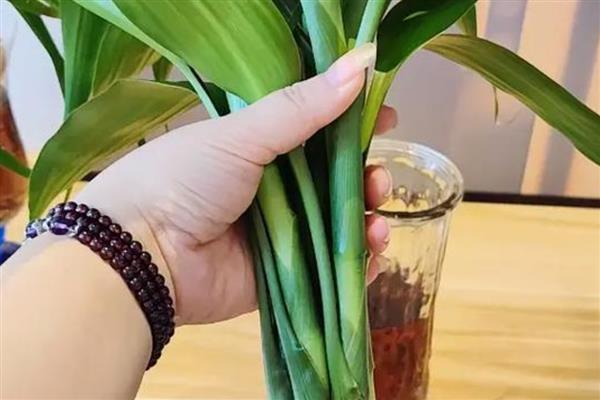 富贵竹要怎么养,将室温控制在16-25℃