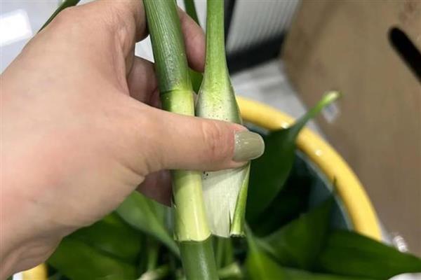 富贵竹要怎么养,将室温控制在16-25℃