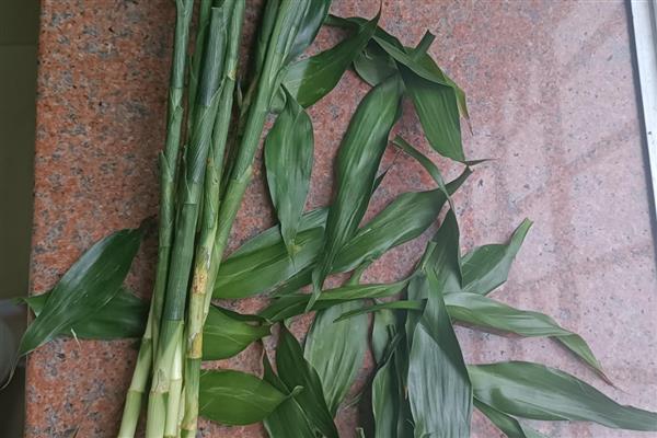 富贵竹要怎么养,将室温控制在16-25℃