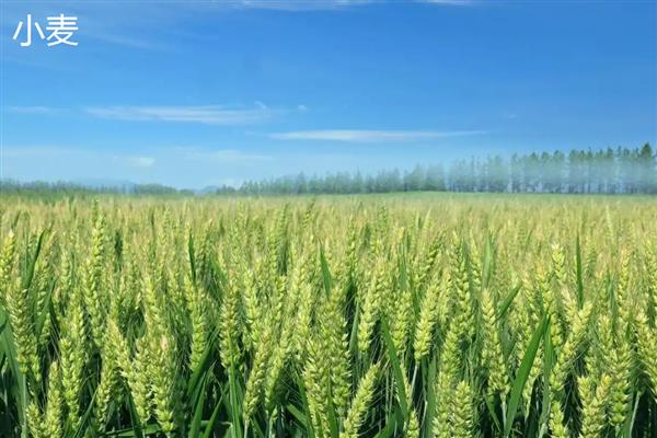 小麦和稻谷的区别是什么，科属和外观均不同
