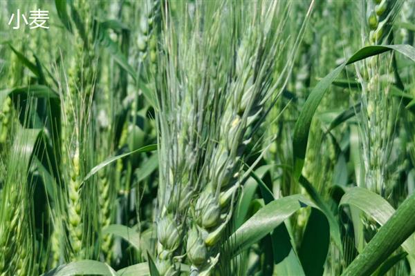 小麦和稻谷的区别是什么，科属和外观均不同