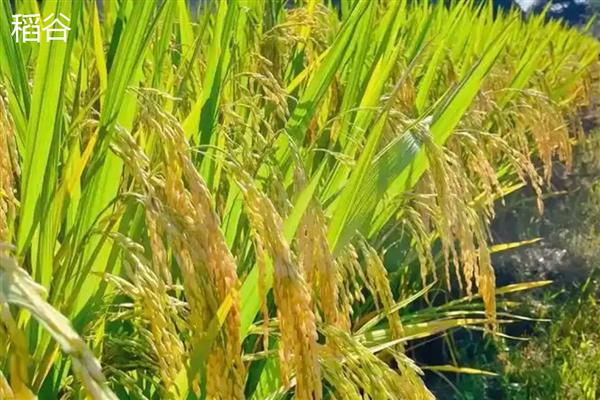 小麦和稻谷的区别是什么，科属和外观均不同