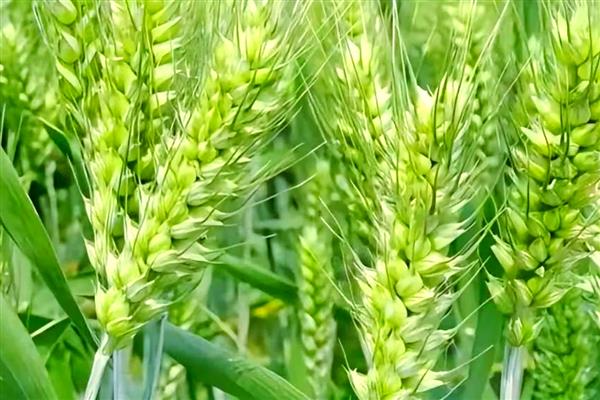 小麦和稻谷的区别是什么，科属和外观均不同