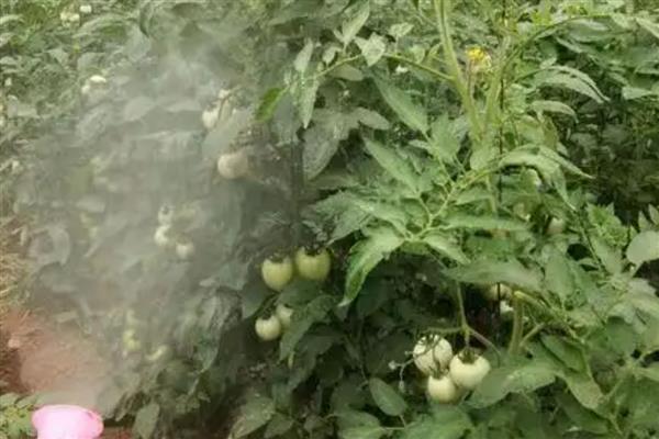 番茄花脸病如何防治，植株密度不宜过大