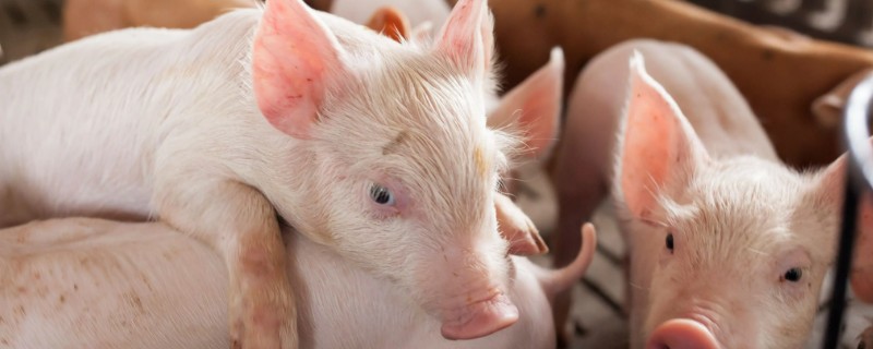 猪拉黑色水样便的治疗方法，可肌注磺胺和安普霉素