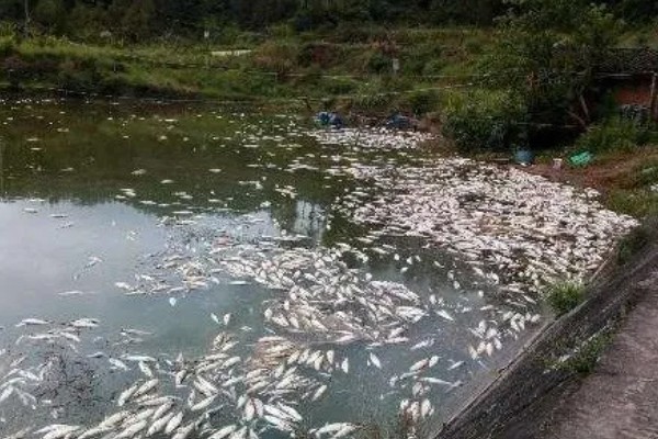 怎样建造鱼池，选择水源充足的地方建造