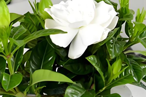 栀子花冬天的养殖方法,最低温度不能低于3℃